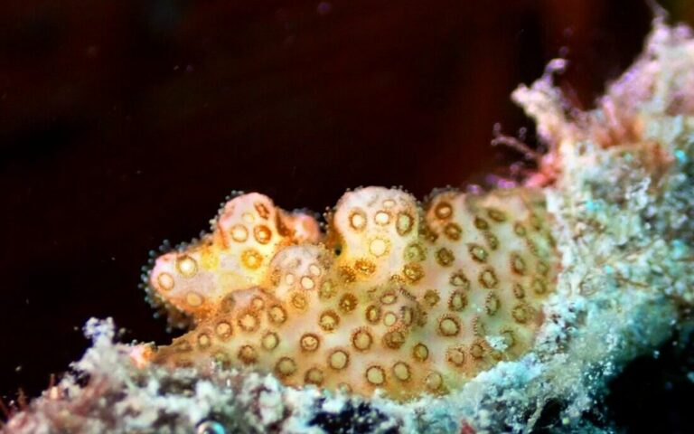 Baby Coral in Pujada Bay