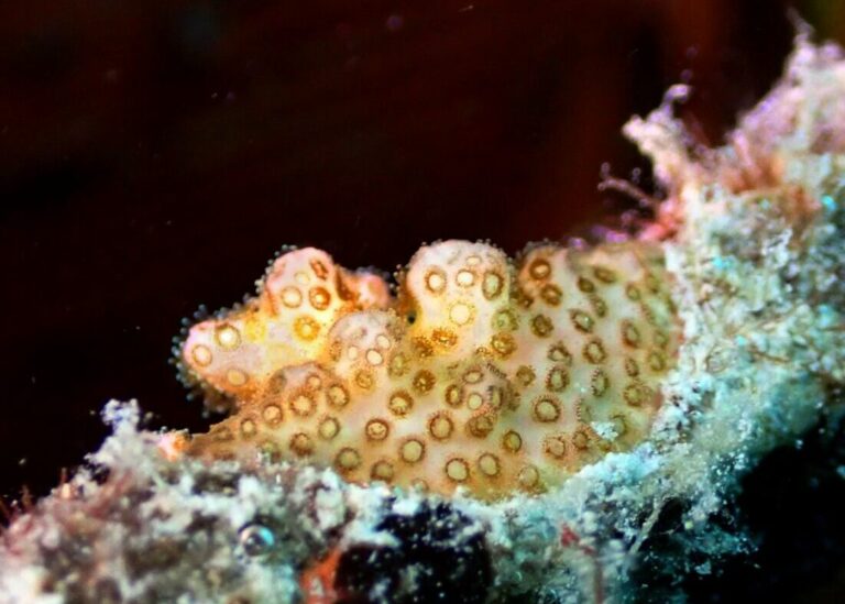 Baby Coral in Pujada Bay