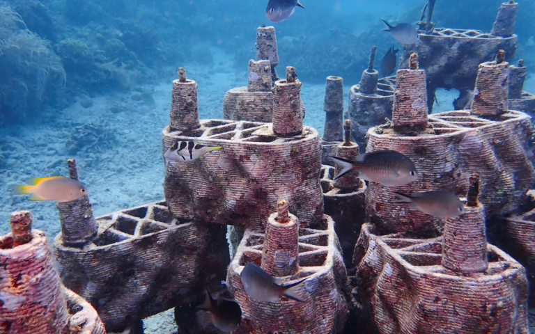 2025_SIQ_File133_rrreefs_©Patricia_Stoeckli