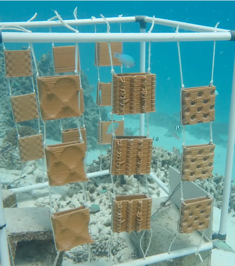 maldives_underwater_project_795x901_rrreefs_