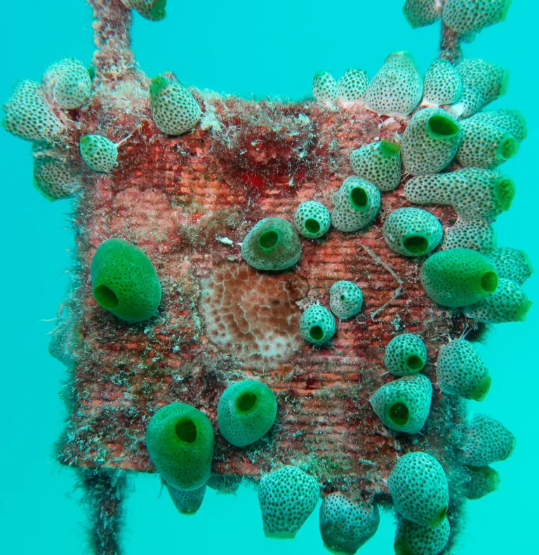 maldives_underwater_project_795x901_rrreefs_3