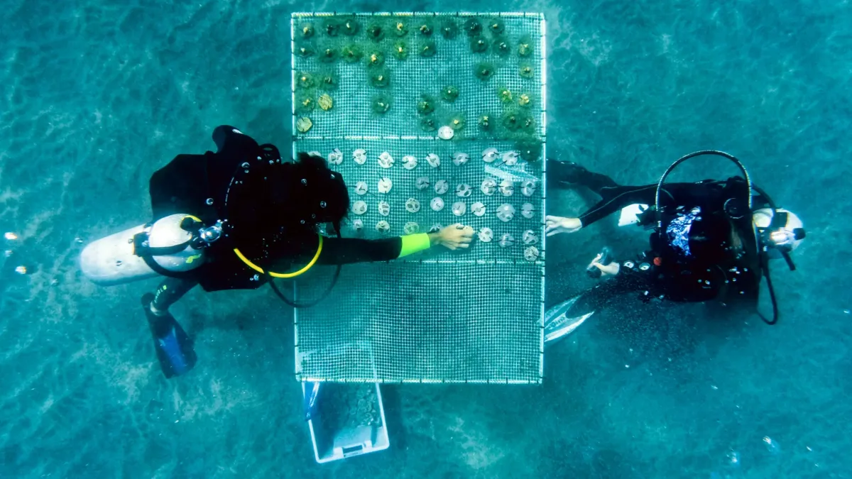 rrreefs-project-Islote-Sucre-Ecuador-IMG_7951