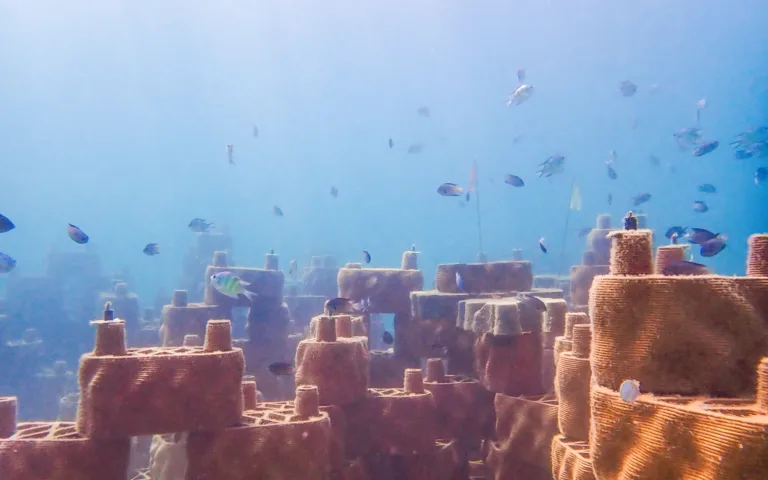 rrreefs-your-reef-hero